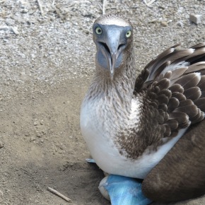 Blue-footed boobies at Poor Man’s Galapagos